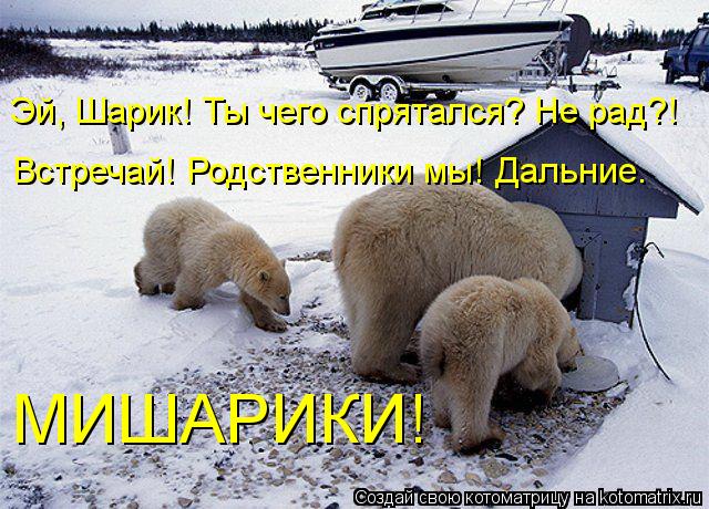 Эй, Шарик! Ты чего спрятался? Не рад?! Встречай! Родственники мы! Дальние. МИШАРИКИ!... Котоматрица: Эй, Шарик! Ты чего спрятался? Не рад?! Встречай! Родственники мы! Дальние. МИШАРИКИ!