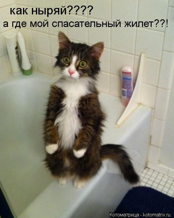 как ныряй???? а где мой спасательный жилет??!... Котоматрица: как ныряй???? а где мой спасательный жилет??!