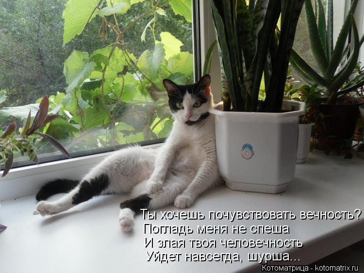 Котоматрица: Ты хочешь почувствовать вечность? Погладь меня не спеша И злая твоя человечность Уйдет навсегда, шурша...
