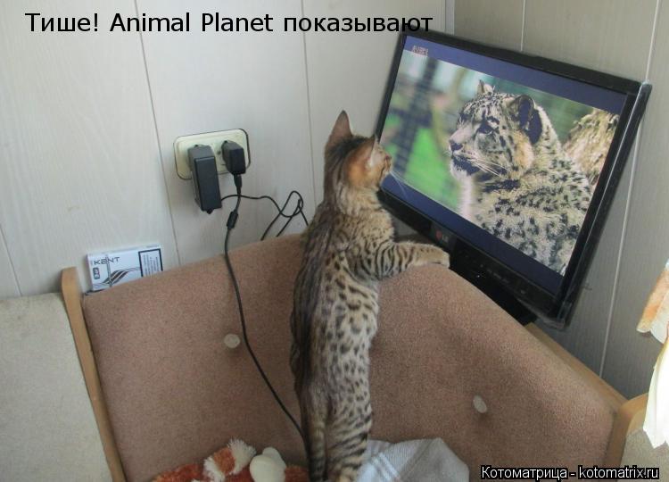 Тише! Animal Planet показывают... Котоматрица: Тише! Animal Planet показывают