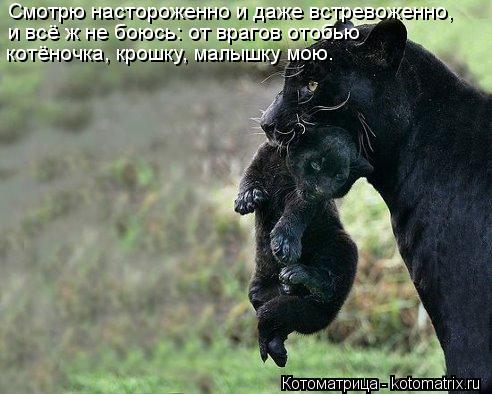 Смотрю настороженно и даже встревоженно, и всё ж не боюсь: от врагов отобью котёночка, крошку, малышк... Котоматрица: Смотрю настороженно и даже встревоженно, и всё ж не боюсь: от врагов отобью котёночка, крошку, малышку мою.