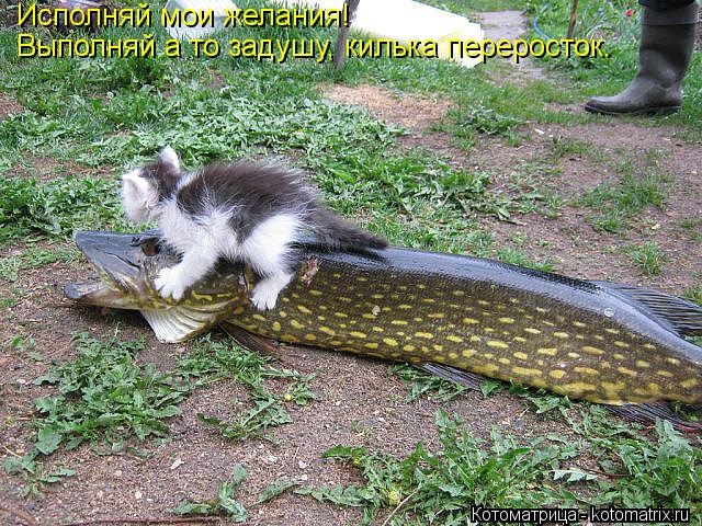 Исполняй мои желания! Выполняй а то задушу, килька переросток.... Котоматрица: Исполняй мои желания! Выполняй а то задушу, килька переросток.