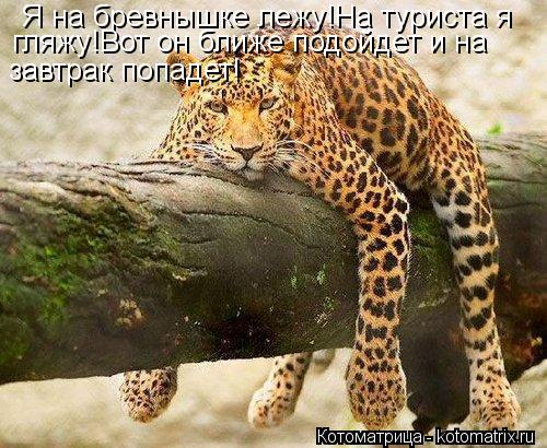 Я на бревнышке лежу!На туриста я гляжу!Вот он ближе подойдет и на завтрак попадет!... Котоматрица: Я на бревнышке лежу!На туриста я гляжу!Вот он ближе подойдет и на завтрак попадет!