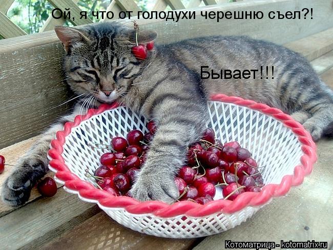 Ой, я что от голодухи черешню съел?! Бывает!!!... Котоматрица: Ой, я что от голодухи черешню съел?! Бывает!!!