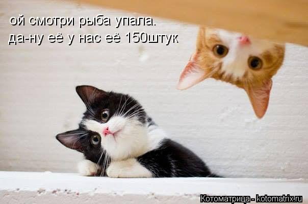 да-ну её у нас её 150штук ой смотри рыба упала.... Котоматрица: да-ну её у нас её 150штук ой смотри рыба упала.