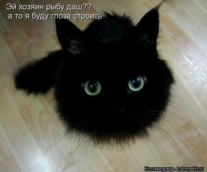Эй хозяин рыбу даш?? а то я буду глоза строить... Котоматрица: Эй хозяин рыбу даш?? а то я буду глоза строить
