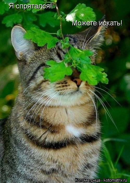 Я спрятался! Можете искать!... Котоматрица: Я спрятался! Можете искать!