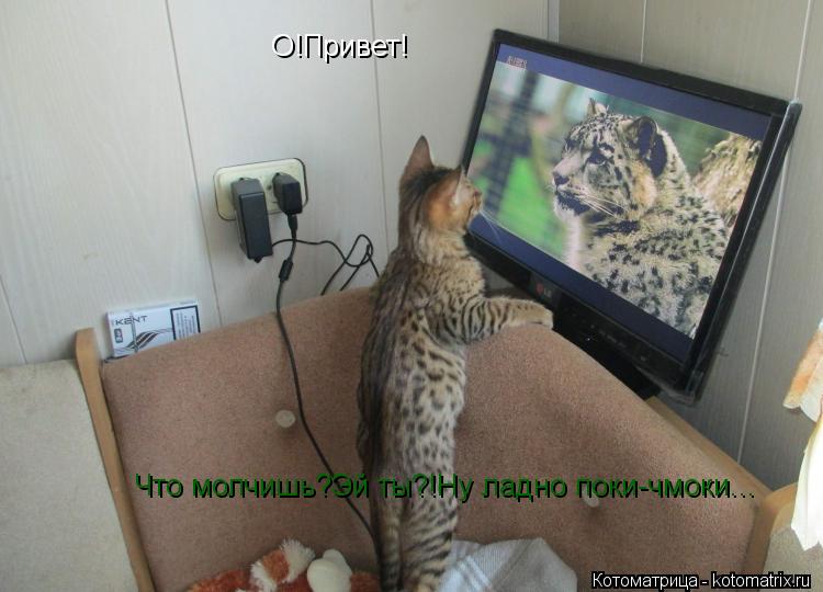 О!Привет! Что молчишь?Эй ты?!Ну ладно поки-чмоки...... Котоматрица: О!Привет! Что молчишь?Эй ты?!Ну ладно поки-чмоки...