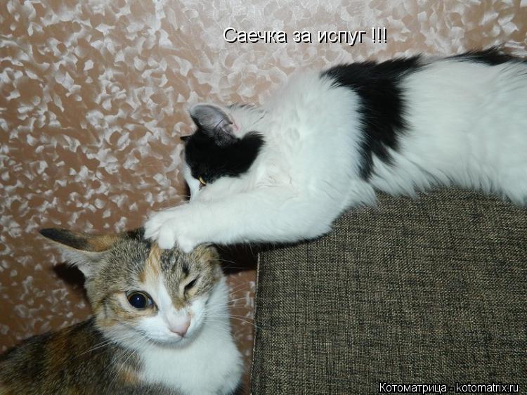 Саечка за испуг !!!... Котоматрица: Саечка за испуг !!!