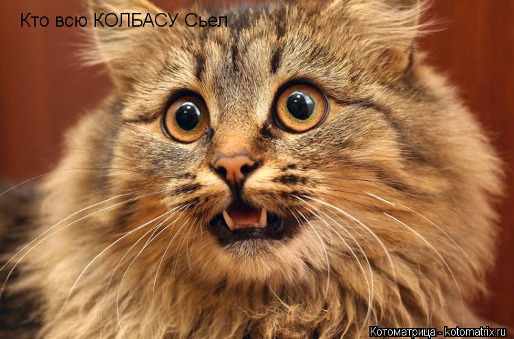 Кто всю КОЛБАСУ Сьел... Котоматрица: Кто всю КОЛБАСУ Сьел