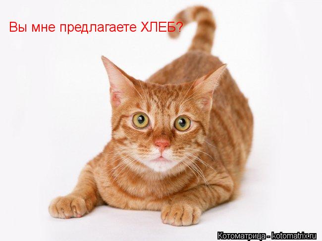 Вы мне предлагаете ХЛЕБ?... Котоматрица: Вы мне предлагаете ХЛЕБ?