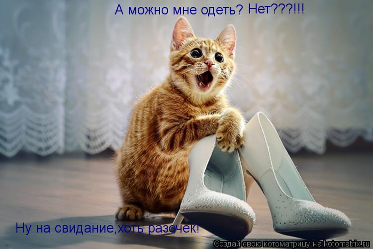А можно мне одеть? Нет???!!! Ну на свидание,хоть разочек!... Котоматрица: А можно мне одеть? Нет???!!! Ну на свидание,хоть разочек!