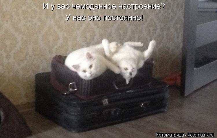 И у вас чемоданное настроение? У нас оно постоянно!... Котоматрица: И у вас чемоданное настроение? У нас оно постоянно!