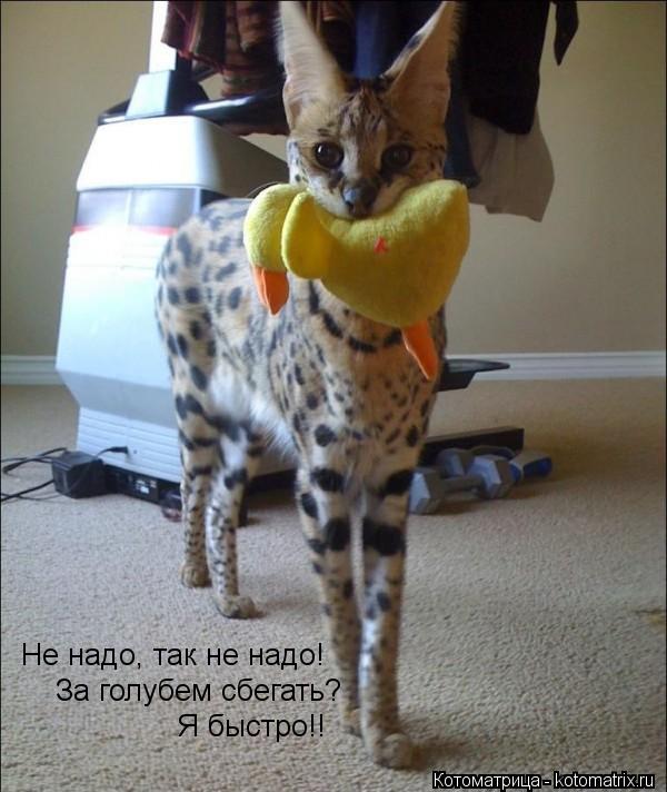 Не надо, так не надо! За голубем сбегать? Я быстро!!... Котоматрица: Не надо, так не надо! За голубем сбегать? Я быстро!!