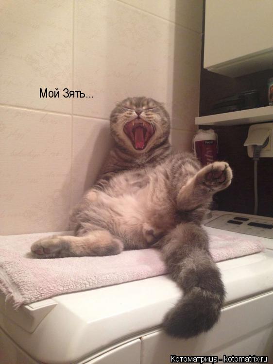 Мой Зять...... Котоматрица: Мой Зять...