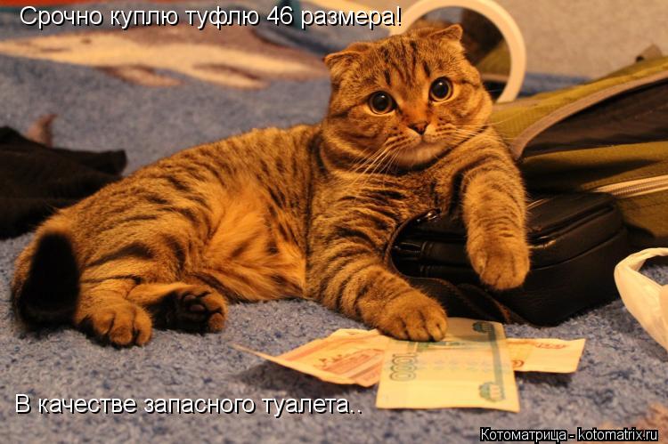 Срочно куплю туфлю 46 размера! В качестве запасного туалета..... Котоматрица: Срочно куплю туфлю 46 размера! В качестве запасного туалета..