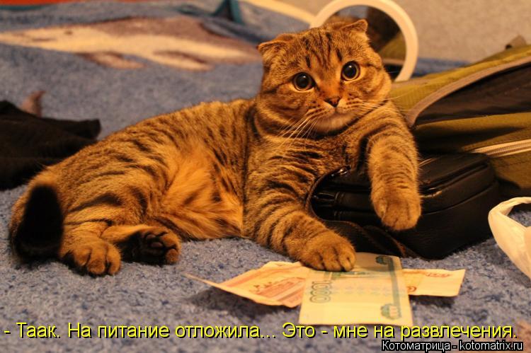 - Таак. На питание отложила... Это - мне на развлечения.... Котоматрица: - Таак. На питание отложила... Это - мне на развлечения.