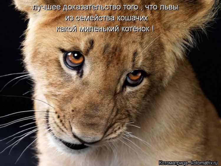 лучшее доказательство того , что львы из семейства кошачих какой миленький котёнок !... Котоматрица: лучшее доказательство того , что львы из семейства кошачих какой миленький котёнок !