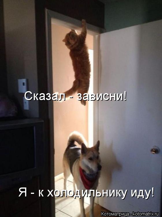 Сказал - зависни! Я - к холодильнику иду!... Котоматрица: Сказал - зависни! Я - к холодильнику иду!