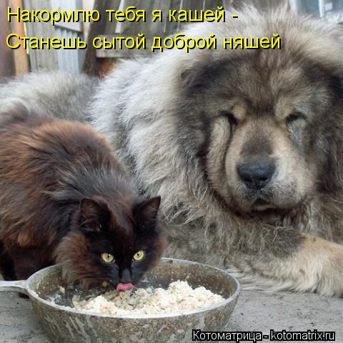 Накормлю тебя я кашей - Станешь сытой доброй няшей... Котоматрица: Накормлю тебя я кашей - Станешь сытой доброй няшей