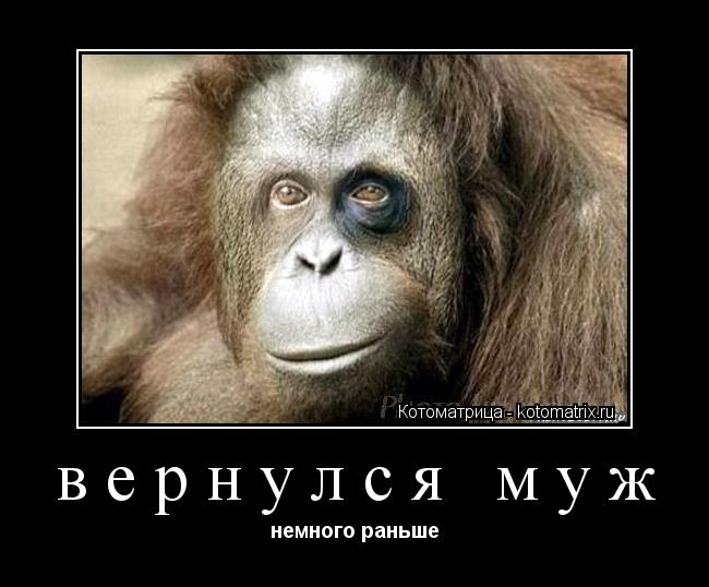 вернулся муж немного раньше... Котоматрица: вернулся муж немного раньше