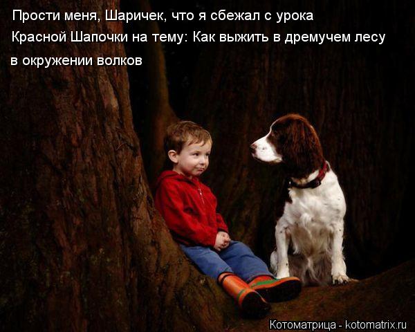 Прости меня, Шаричек, что я сбежал с урока Красной Шапочки на тему: Как выжить в дремучем лесу в окру... Котоматрица: Прости меня, Шаричек, что я сбежал с урока Красной Шапочки на тему: Как выжить в дремучем лесу в окружении волков