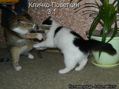 Кличко-Поветкин Кличко-Поветкин 3:1 3:1... Котоматрица: Кличко-Поветкин Кличко-Поветкин 3:1 3:1