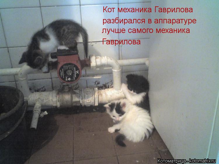 Кот механика Гаврилова разбирался в аппаратуре лучше самого механика Гаврилова... Котоматрица: Кот механика Гаврилова разбирался в аппаратуре лучше самого механика Гаврилова