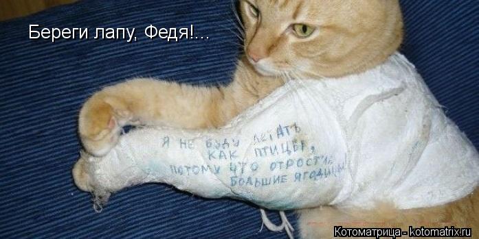 Береги лапу, Федя!...... Котоматрица: Береги лапу, Федя!...
