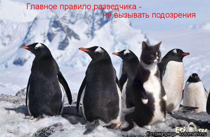 Главное правило разведчика - не вызывать подозрения... Котоматрица: Главное правило разведчика - не вызывать подозрения