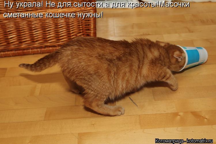 сметанные кошечке нужны! Ну украла! Не для сытости,а для красоты!Масочки... Котоматрица: сметанные кошечке нужны! Ну украла! Не для сытости,а для красоты!Масочки