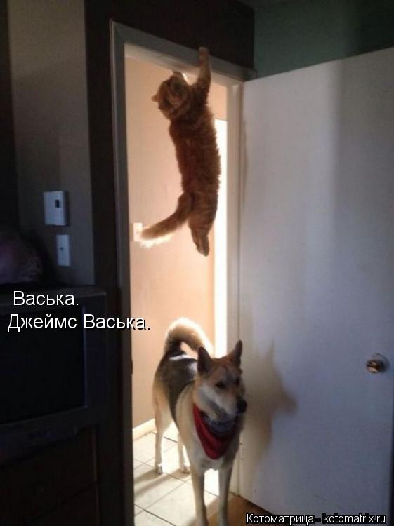 Васька. Джеймс Васька.... Котоматрица: Васька. Джеймс Васька.