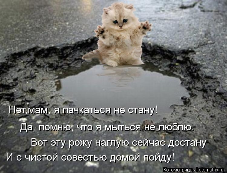 Нет,мам, я пачкаться не стану! Да, помню, что я мыться не люблю. Вот эту рожу наглую сейчас достану И... Котоматрица: Нет,мам, я пачкаться не стану! Да, помню, что я мыться не люблю. Вот эту рожу наглую сейчас достану И с чистой совестью домой пойду!