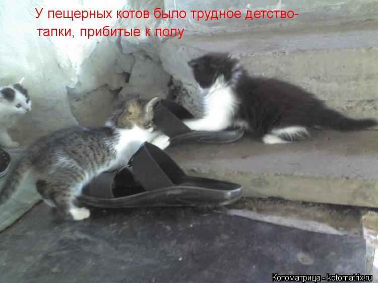У пещерных котов было трудное детство- тапки, прибитые к полу... Котоматрица: У пещерных котов было трудное детство- тапки, прибитые к полу