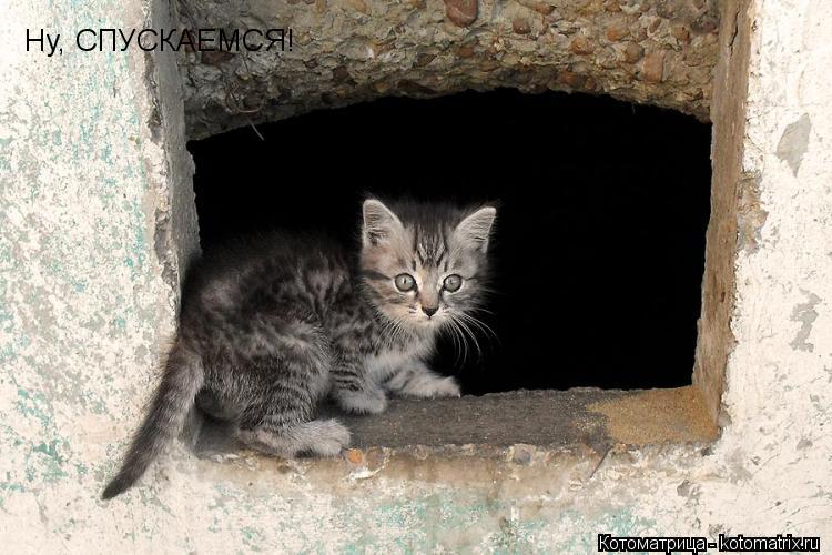 Ну, СПУСКАЕМСЯ!... Котоматрица: Ну, СПУСКАЕМСЯ!