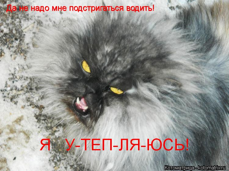 Да не надо мне подстригаться водить! Да не надо мне подстригаться водить! Я У-ТЕП-ЛЯ-ЮСЬ!... Котоматрица: Да не надо мне подстригаться водить! Да не надо мне подстригаться водить! Я У-ТЕП-ЛЯ-ЮСЬ!