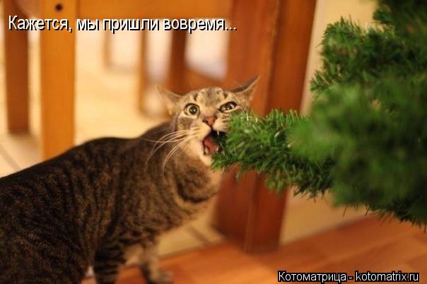 Кажется, мы пришли вовремя...... Котоматрица: Кажется, мы пришли вовремя...