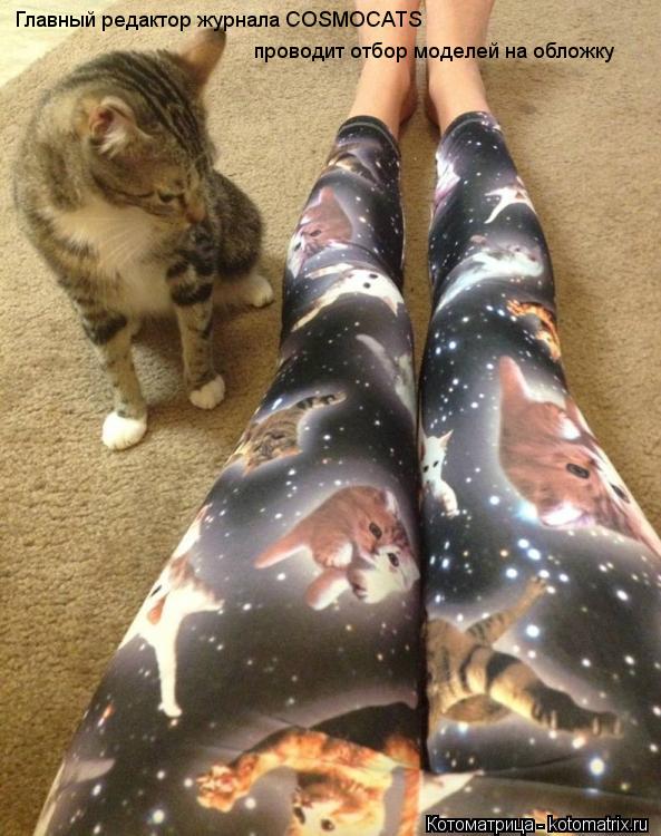 Главный редактор журнала COSMOCATS проводит отбор моделей на обложку... Котоматрица: Главный редактор журнала COSMOCATS проводит отбор моделей на обложку