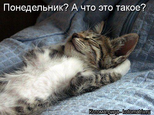Понедельник? А что это такое?... Котоматрица: Понедельник? А что это такое?
