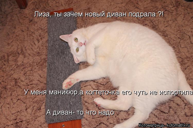 А диван- то что надо У меня маникюр,а когтеточка его чуть не испортила Лиза, ты зачем новый диван под... Котоматрица: А диван- то что надо У меня маникюр,а когтеточка его чуть не испортила Лиза, ты зачем новый диван подрала ?!