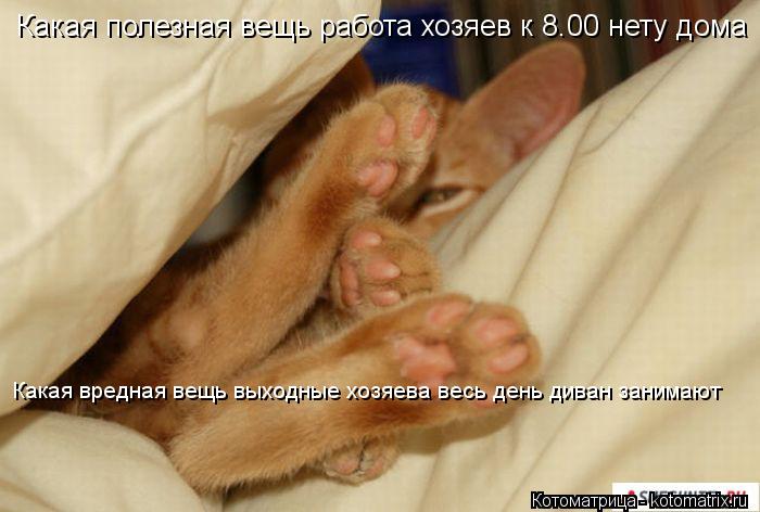Какая полезная вещь работа хозяев к 8.00 нету дома Какая вредная вещь выходные хозяева весь день дива... Котоматрица: Какая полезная вещь работа хозяев к 8.00 нету дома Какая вредная вещь выходные хозяева весь день диван занимают