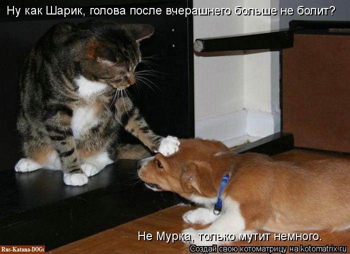 Ну как Шарик, голова после вчерашнего больше не болит? Не Мурка, только мутит немного.... Котоматрица: Ну как Шарик, голова после вчерашнего больше не болит? Не Мурка, только мутит немного.