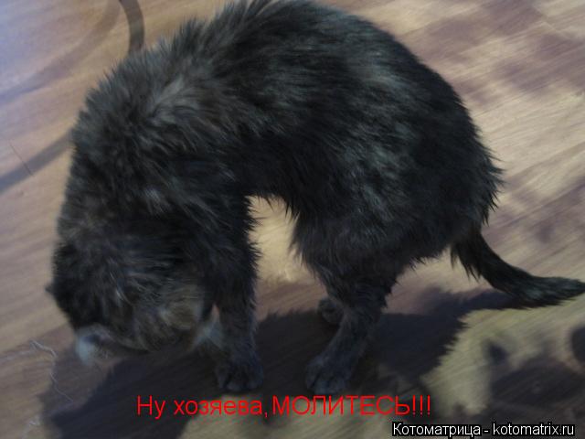 Ну хозяева,МОЛИТЕСЬ!!!... Котоматрица: Ну хозяева,МОЛИТЕСЬ!!!