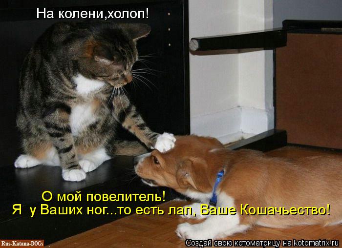 На колени,холоп! О мой повелитель! Я у Ваших ног...то есть лап, Ваше Кошачьество!... Котоматрица: На колени,холоп! О мой повелитель! Я у Ваших ног...то есть лап, Ваше Кошачьество!