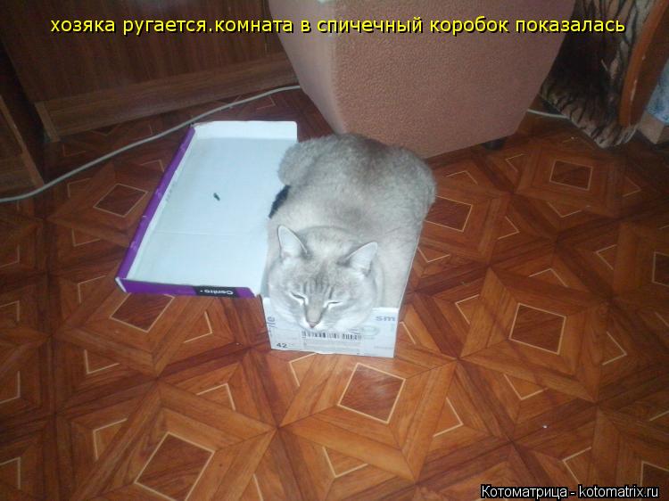 Котоматрица: хозяка ругается.комната в спичечный коробок показалась