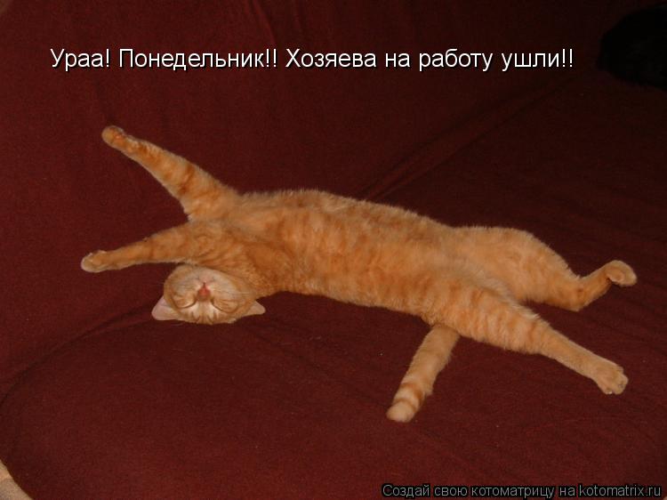 Ураа! Понедельник!! Хозяева на работу ушли!!... Котоматрица: Ураа! Понедельник!! Хозяева на работу ушли!!