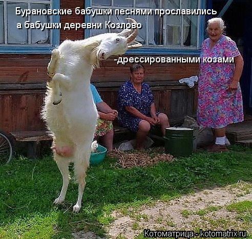 Бурановские бабушки песнями прославились Бурановские бабушки песнями прославились а бабушки деревни К... Котоматрица: Бурановские бабушки песнями прославились Бурановские бабушки песнями прославились а бабушки деревни Козлово -дрессированными козами
