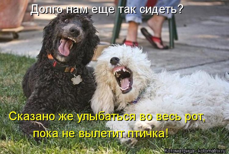 Долго нам еще так сидеть? Сказано же улыбаться во весь рот, пока не вылетит птичка!... Котоматрица: Долго нам еще так сидеть? Сказано же улыбаться во весь рот, пока не вылетит птичка!