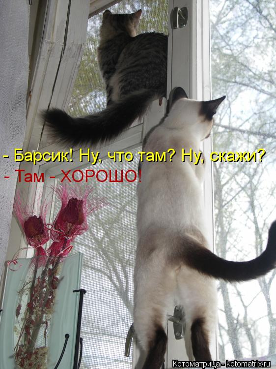 Котоматрица: - Барсик! Ну, что там? Ну, скажи? - Там - ХОРОШО!