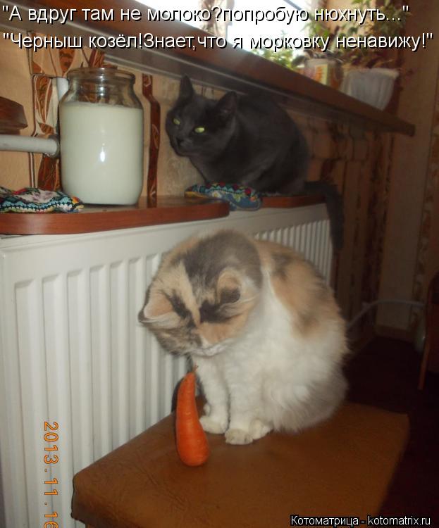 "А вдруг там не молоко?попробую нюхнуть..." "Черныш козёл!Знает,что я морковку ненавижу!"... Котоматрица: "А вдруг там не молоко?попробую нюхнуть..." "Черныш козёл!Знает,что я морковку ненавижу!"